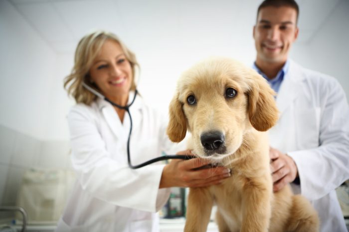 veterinary clinics in Fitzgerald GA