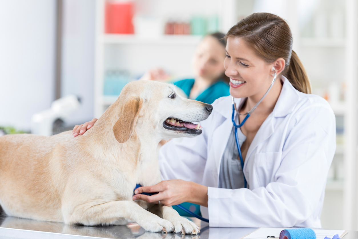 Veterinary Clinic In Fitzgerald GA